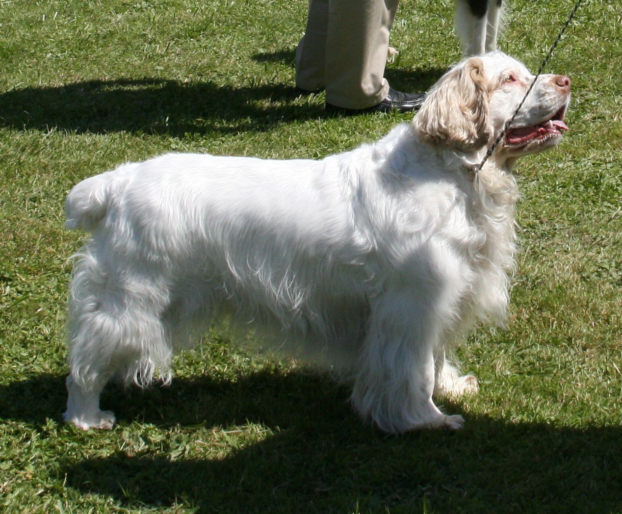Ella